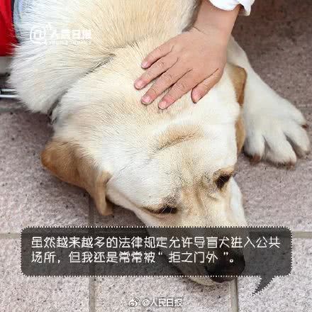 世界導盲犬日：它們值得更多的理解與尊重！ 寵物 第20張