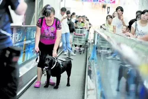 世界導盲犬日：它們值得更多的理解與尊重！ 未分類 第1張