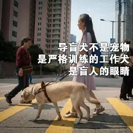 世界導盲犬日：它們值得更多的理解與尊重！ 寵物 第22張