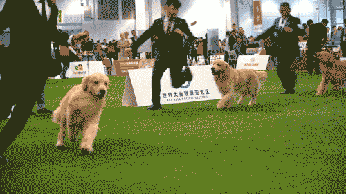 @全體鏟屎官！世界盃犬展首次來到上海，汪星人最愛的竟是TA 未分類 第6張