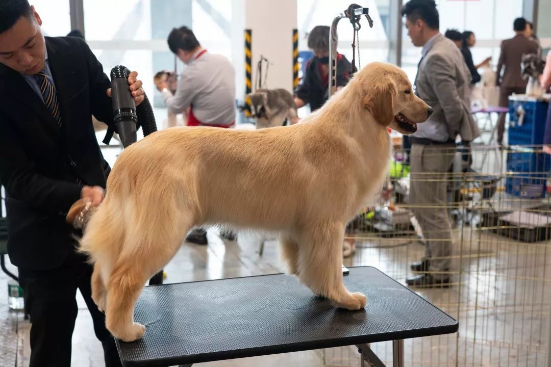 @全體鏟屎官！世界盃犬展首次來到上海，汪星人最愛的竟是TA 未分類 第7張