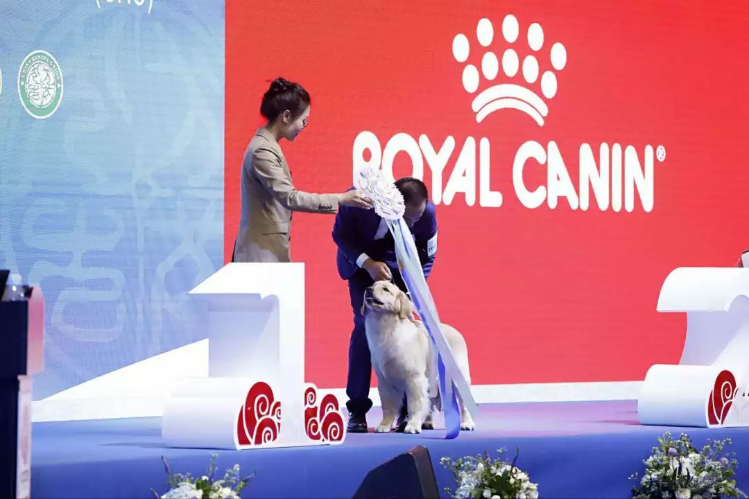 @全體鏟屎官！世界盃犬展首次來到上海，汪星人最愛的竟是TA 未分類 第24張