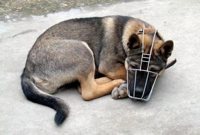 原創
            狂犬病並非只有狗能傳染，貓也是傳播源，預防狂犬需了解七點常識 寵物 第10張