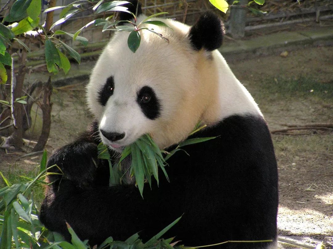 大熊貓這麼可愛，竟然是因為吃竹子？丨好物推薦 寵物 第4張