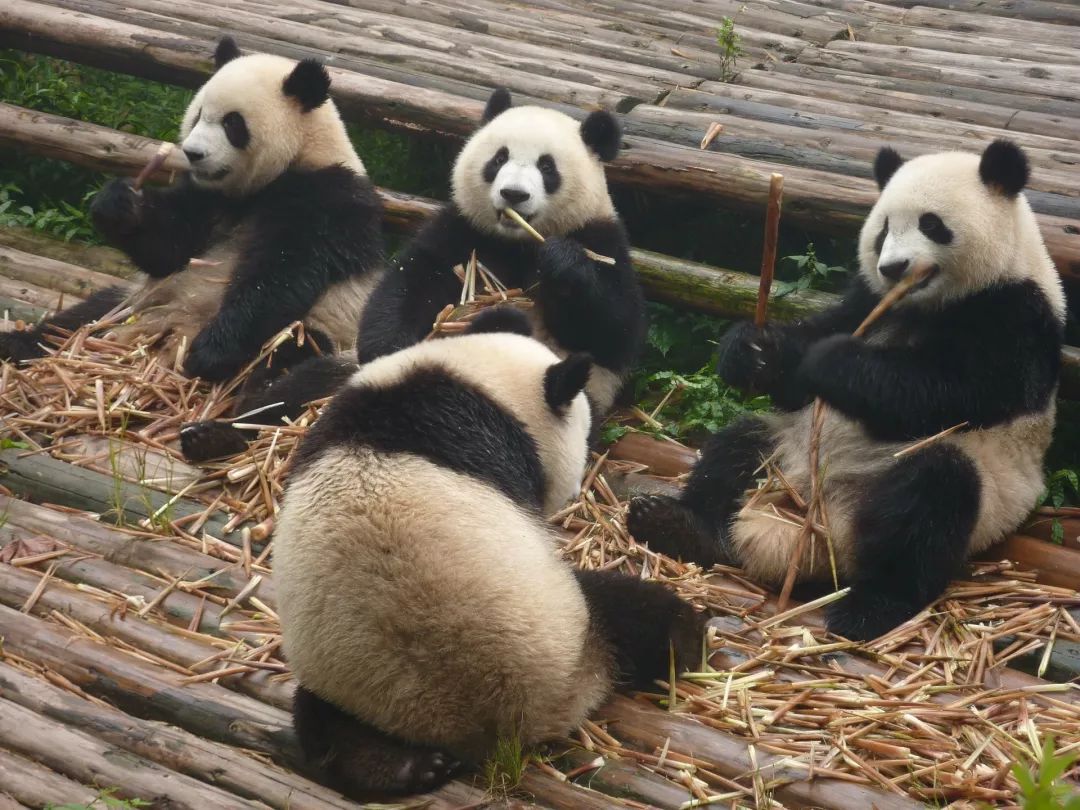 大熊貓這麼可愛，竟然是因為吃竹子？丨好物推薦 寵物 第1張