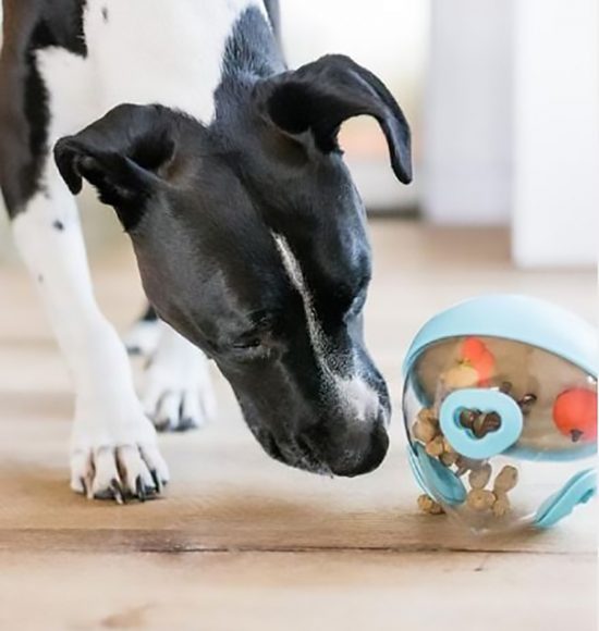 【寵物玩具】狗狗玩樂有一套！挑選玩具小技巧☝☝ 未分類 第6張
