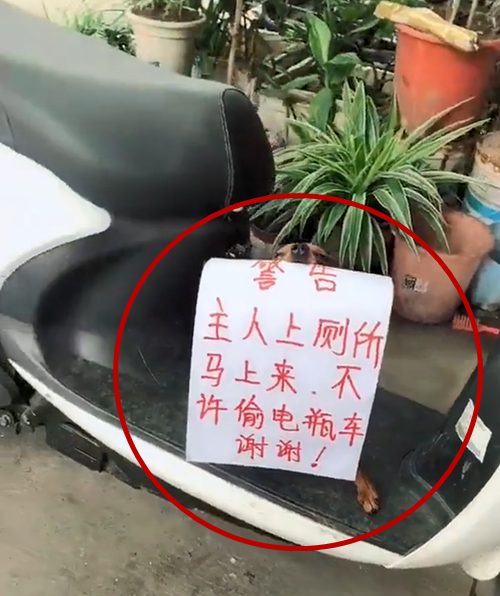 原創
            男子路過電瓶車，看見塊牌子走不動了：哥們心真大 寵物 第1張