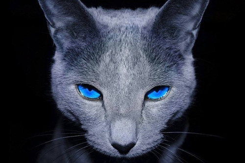 【巧妙の貓咪物語】藍貓傷風註射須要幾多錢 寵物 第1張
