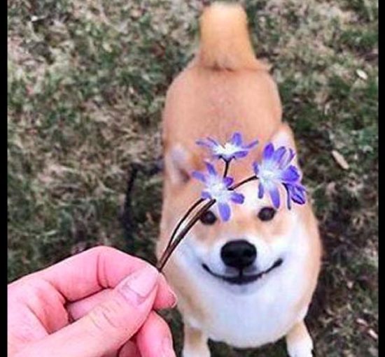 主人拾了一朵紫色花，柴犬過來就張開嘴巴要吃，憨狗子啊！ 寵物 第1張