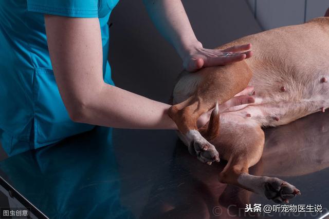 狗癱瘓後選安泰死讓它解除苦楚，不如用精心護理讓它有莊嚴的在世 未分類 第5張