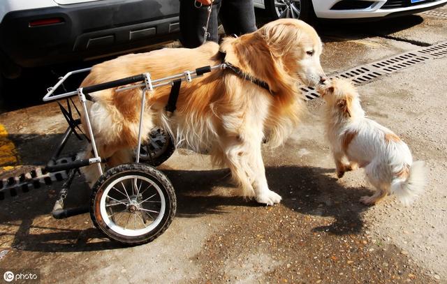 狗癱瘓後選安泰死讓它解除苦楚，不如用精心護理讓它有莊嚴的在世 未分類 第2張
