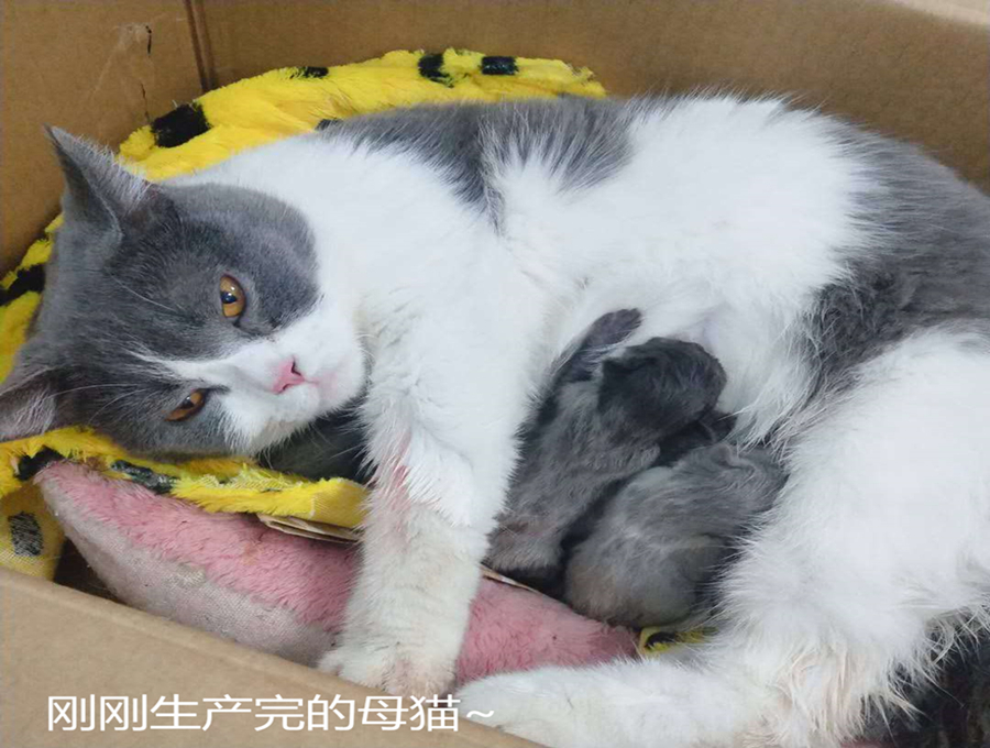 貓咪懷孕週期一般要多久？照顧產後母貓的注意事項 未分類 第2張