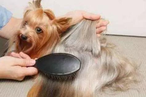 給狗狗梳毛的利益，你知道麼？ 寵物 第1張