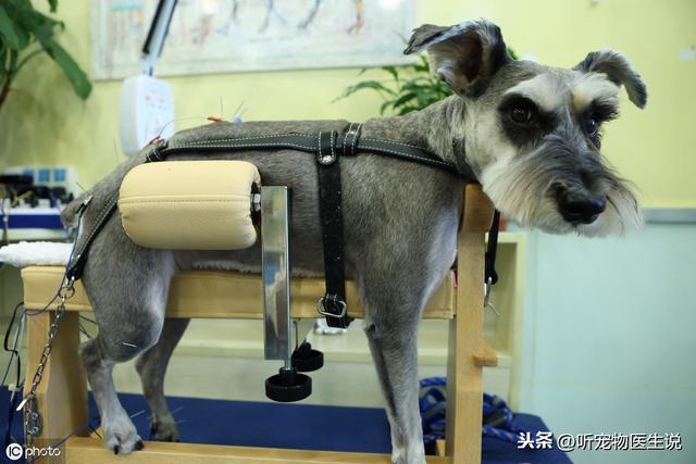 狗癱瘓後選安泰死讓它解除苦楚，不如用精心護理讓它有莊嚴的在世 未分類 第4張