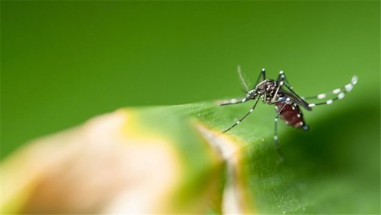 驅蚊植物中的網紅: 能區分出它想要的獵物，還將蚊蟲當美餐吃掉 寵物 第1張
