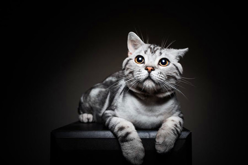 【奇妙の貓咪物語】美短公貓發腮的最佳時機 寵物 第1張