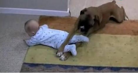 男主人把小寶寶留在家裡，讓狗子帶娃，狗狗表示真的心累 寵物 第1張