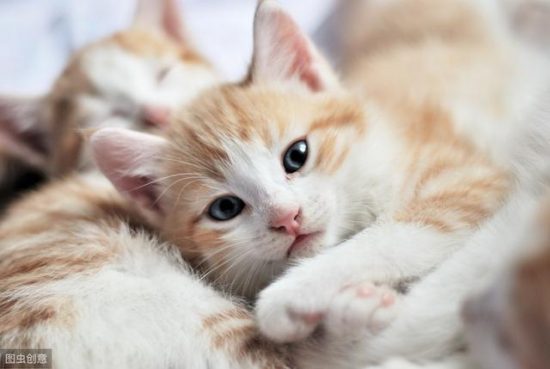 預防貓貓的皮膚病及治療方法，你了解多少？ 寵物 第1張