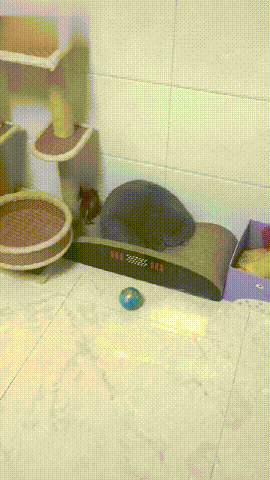 主人半夜上廁所踢到貓咪，它鬱悶的一天都埋著頭，貓：不成諒解！ 寵物 第1張