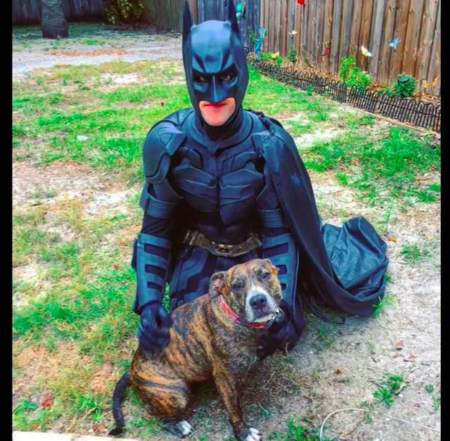 流浪狗要安樂死？「蝙蝠俠」不同意，統統讓它們走向幸福回家路！ 寵物 第1張