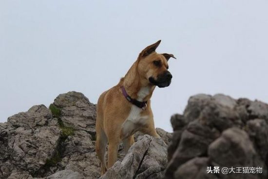 帶狗狗遠足登山前需要準備的8件事 寵物 第1張