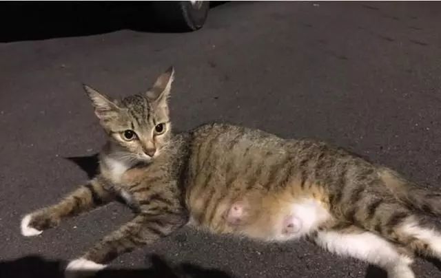 路上遇到一隻孕貓，收編後肚子卻突然「縮水」，醫生：假性懷孕 寵物 第1張
