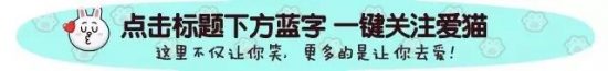 貓黑下巴主因是塑膠貓碗導致的？其實真相是... 寵物 第1張