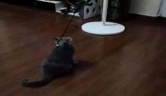 主人給貓咪自制玩具，從此貓咪再沒找過主人，網友：它能玩一輩子 寵物 第1張