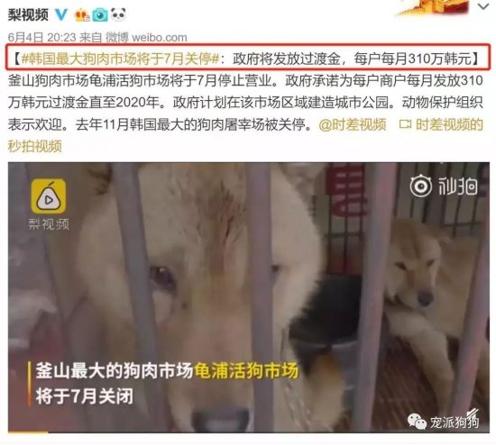 韓國釜山開業60年的最大狗肉市場終究要關停了 寵物 第1張