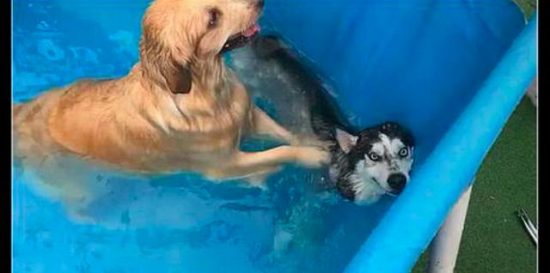 主人讓兩隻狗學遊泳，金毛卻把哈士奇往水裡按，二哈終於老實了！ 寵物 第1張