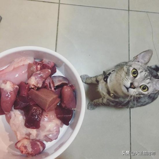 寵物貓狗準確的生肉餵養辦法介紹 寵物 第1張