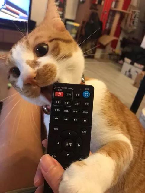 主人在看電視，貓跑過來想要吃罐罐，但主人沒理它，它於是... 寵物 第1張
