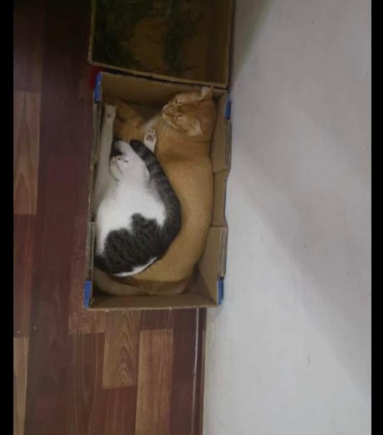 奶牛貓和橘貓爭盒子，都被擠成貓餅了，橘貓：大橘為重不知道嗎？ 寵物 第1張