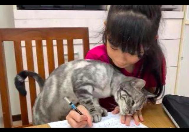 女兒一寫作業，貓咪就過來纏著她！網友：作業寫不完肯定有貓膩！ 寵物 第1張