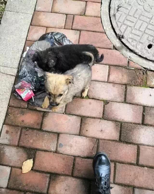 小流浪狗狗在垃圾袋裡找吃的，好心人的做法，讓人心裡暖暖的 寵物 第1張