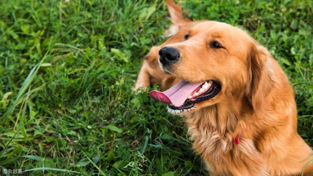 寵物犬如何安然的度過夏天，鏟屎官們你們知道該怎麼做嗎？ 寵物 第1張