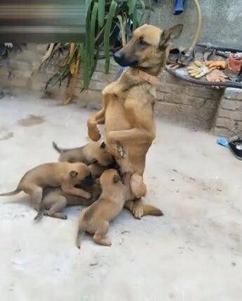 狗媽一窩生超多狗崽，給孩子餵奶的姿勢看完令人淚奔…… 寵物 第1張