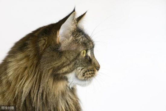 體型PLUS號的緬因貓，滿身都是閃光點，是最值得飼養的寵物貓 寵物 第1張