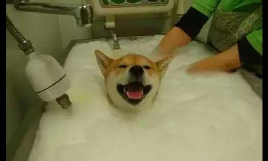 柴犬很享受泡泡浴，但泡沫放它頭上後馬上變臉了，狗：快弄乾淨！ 寵物 第1張