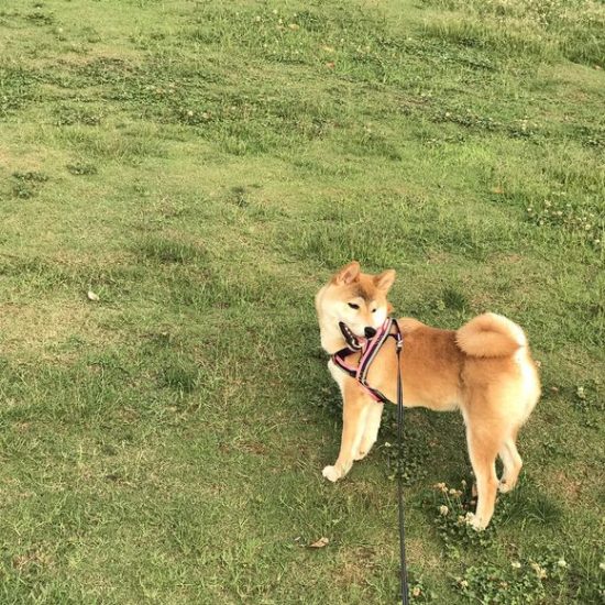 柴犬有多條不一樣的「項鏈」，出門時要根據心情選一條佩戴 寵物 第1張