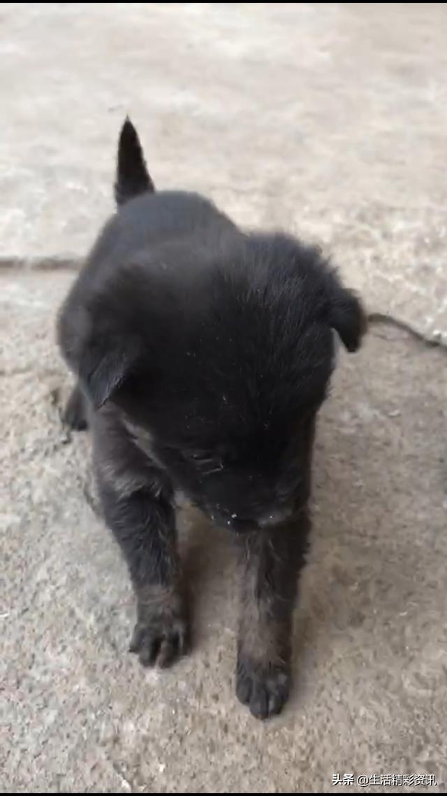 什麼寵物適合孤獨的人飼養？ 寵物 第1張