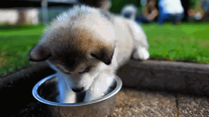 推薦網購狗用品/第一次玩水的小狗，好可愛啊！ 寵兒產文 第1張