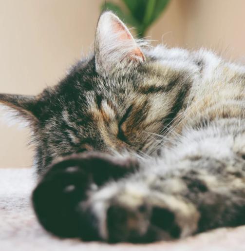 寵物抗憂鬱玩具推薦/貓咪憂鬱症的誘因有哪些？和寵主、環境、貓咪自身都有關係 寵兒產文 第1張