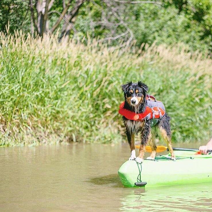 【狗狗游泳】十個買狗狗專用救生衣/泳衣的理由！ 寵兒共和國 第10張
