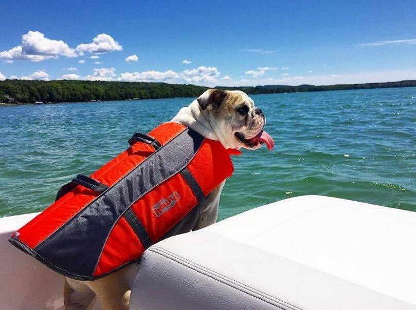 【狗狗游泳】十個買狗狗專用救生衣/泳衣的理由！ 寵兒共和國 第9張