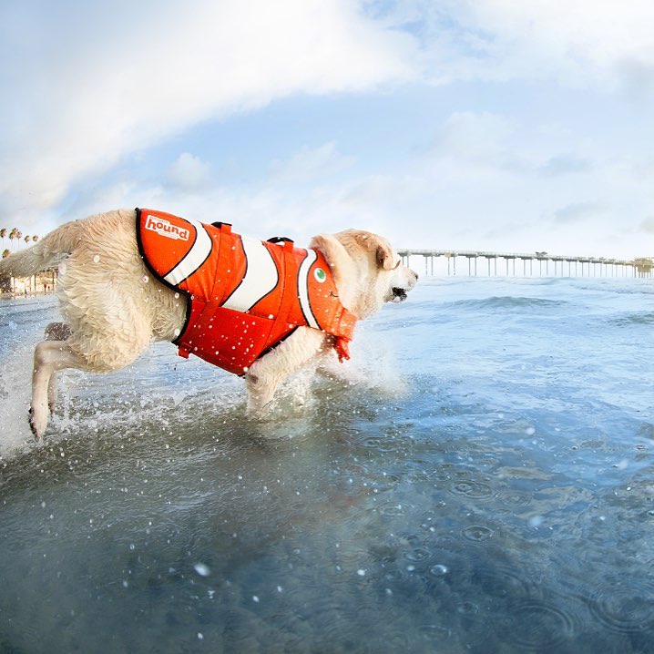 【狗狗游泳】狗狗救生衣/狗狗游泳玩水必備！ 寵兒共和國 第1張