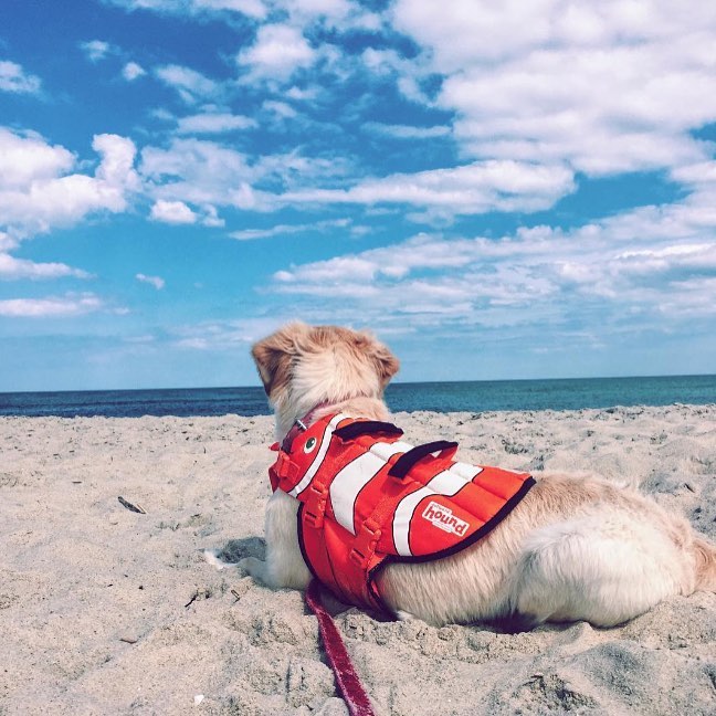 【狗狗游泳】十個買狗狗專用救生衣/泳衣的理由！ 寵兒共和國 第12張