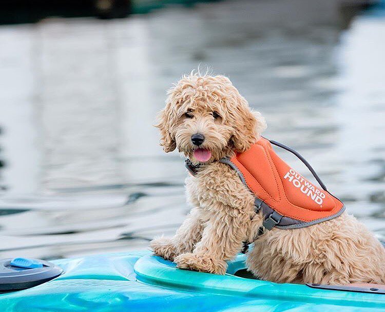 【狗狗游泳】十個買狗狗專用救生衣/泳衣的理由！ 未分類 第8張