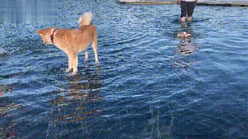 柴犬站湖裡只是沒過了腳跟，柯基的腳卻挨不著底只能遊泳，好尷尬 寵物 第1張