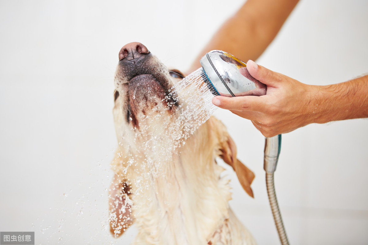 狗洗毛精推薦-想要自己在家把狗狗洗好，關於狗狗美容，你能用得上的十個技巧 寵兒產文 第1張
